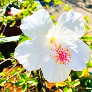 Meet your Posher, Lilia